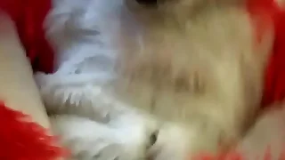 60 yiff porn videos